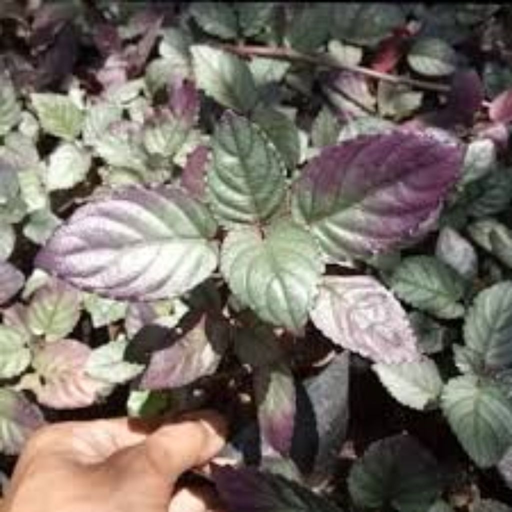 

Daun Syaraf Herbal organik / Daun Sambang Getih Syaraf langsung petik dari pohon