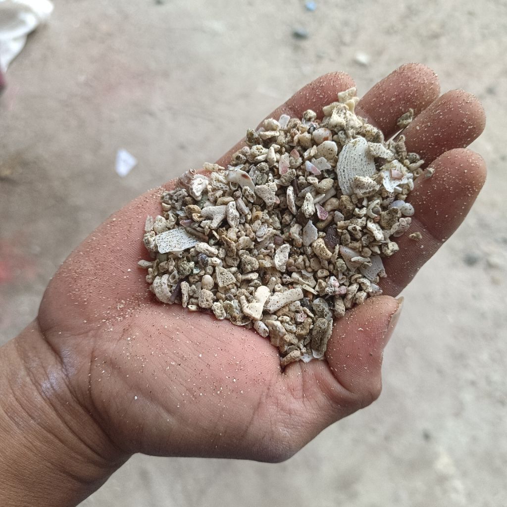 Pasir Kerang 1Kg / Media Filter Air / Hiasan Aquarium / Pecahan Kerang / Dekorasi Aquarium