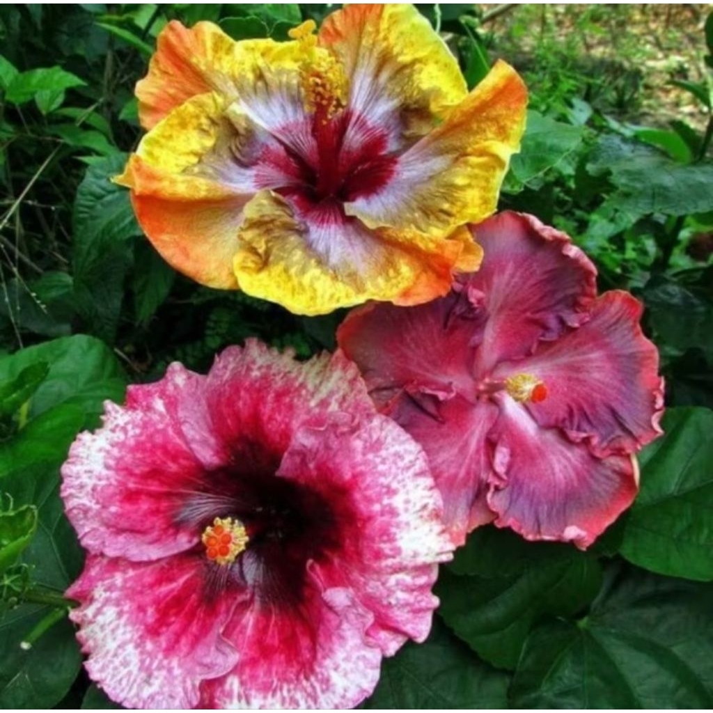 Tanaman hias kembang sepatu 3 warna/hibiscus bunga langka