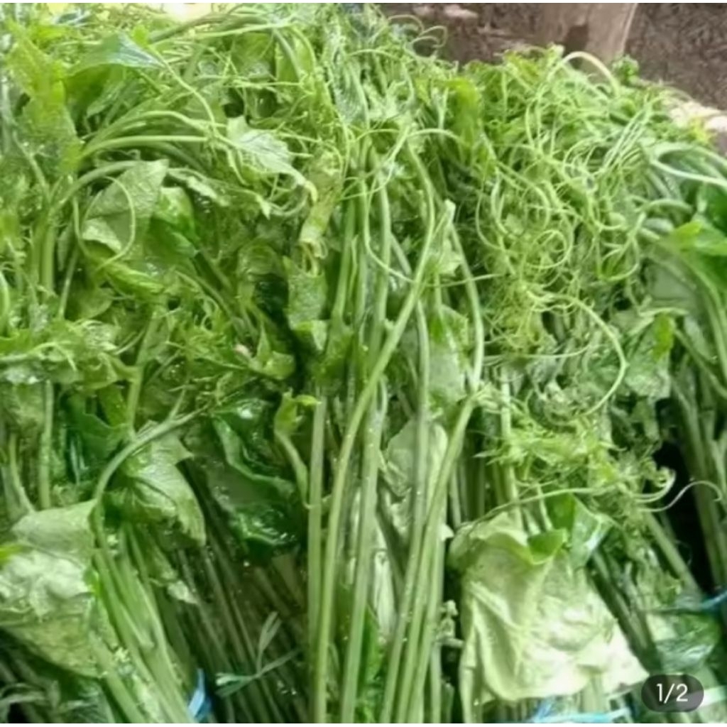 

pucuk,labu,siem,segar,baru,petik,500g