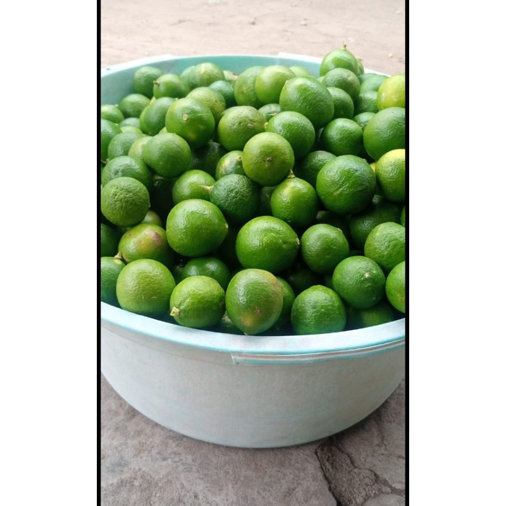 

JERUK NIPIS FRESH 500 gram asli BALITAR