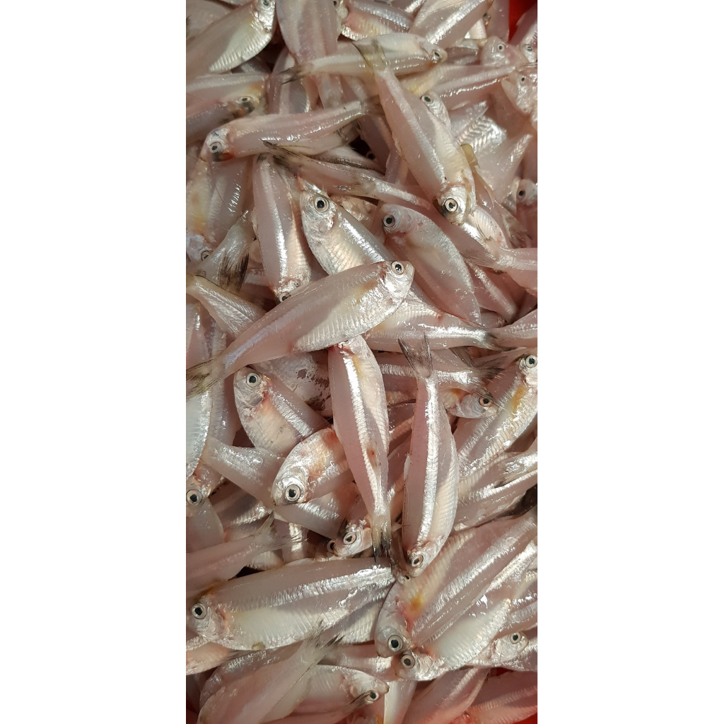 ikan teri jengki ikan wader laut fresh