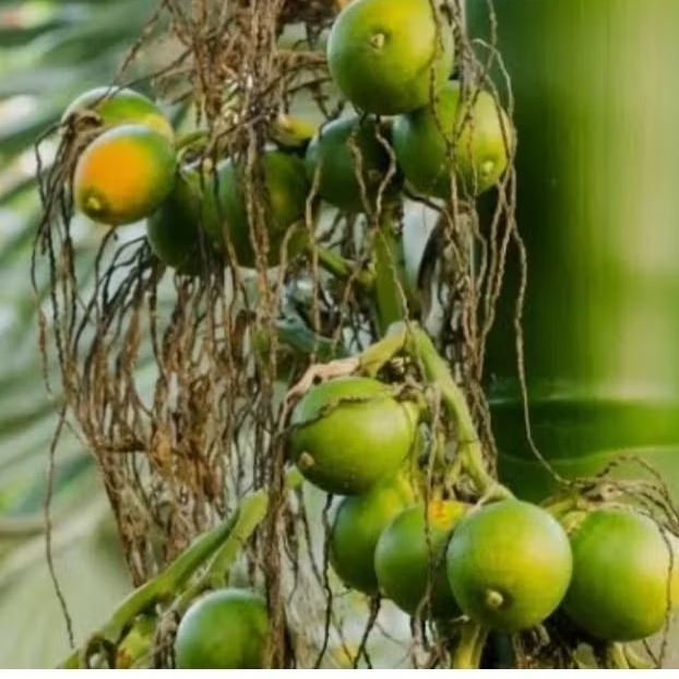 

Buah pinang muda berat 1kg