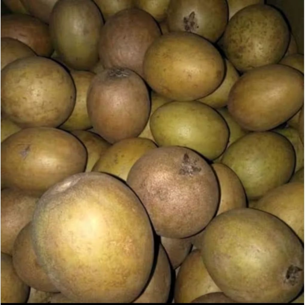 

Buah Sawo Mentah Tua 1kg - Cocok Diperam untuk Dikonsumsi