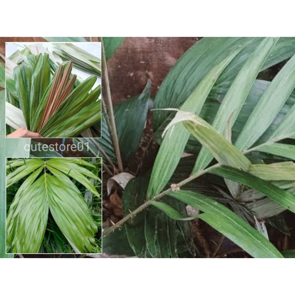 

Daun Salak Muda Bungkus Bakcang 25 Lembar