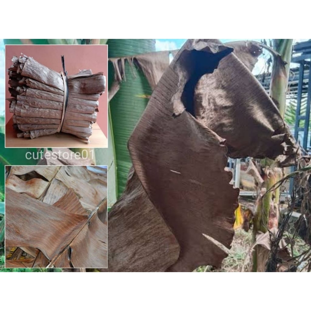 

Daun Pisang Kering Di Ikat