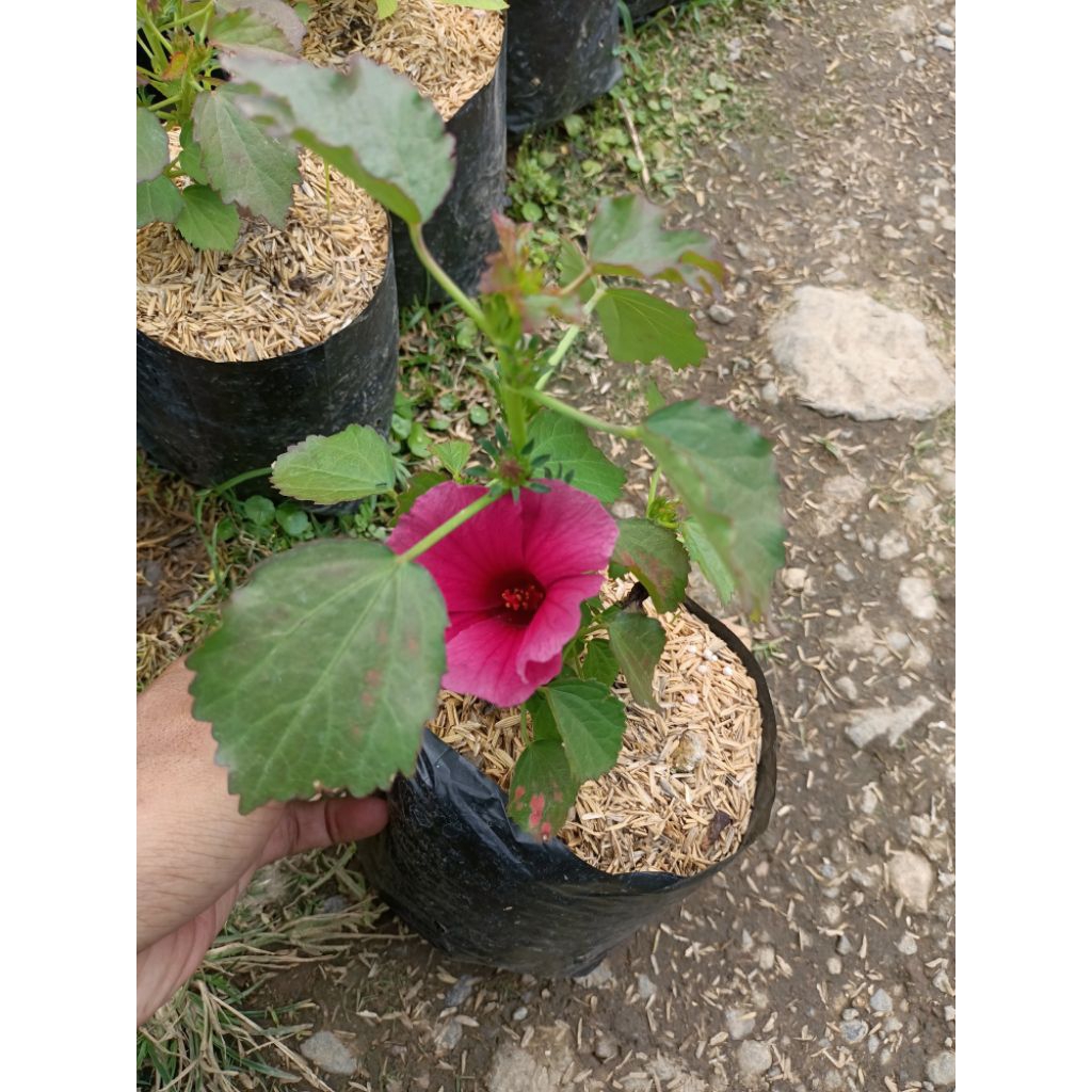 Bibit rosella ungu - tanaman murah rosella