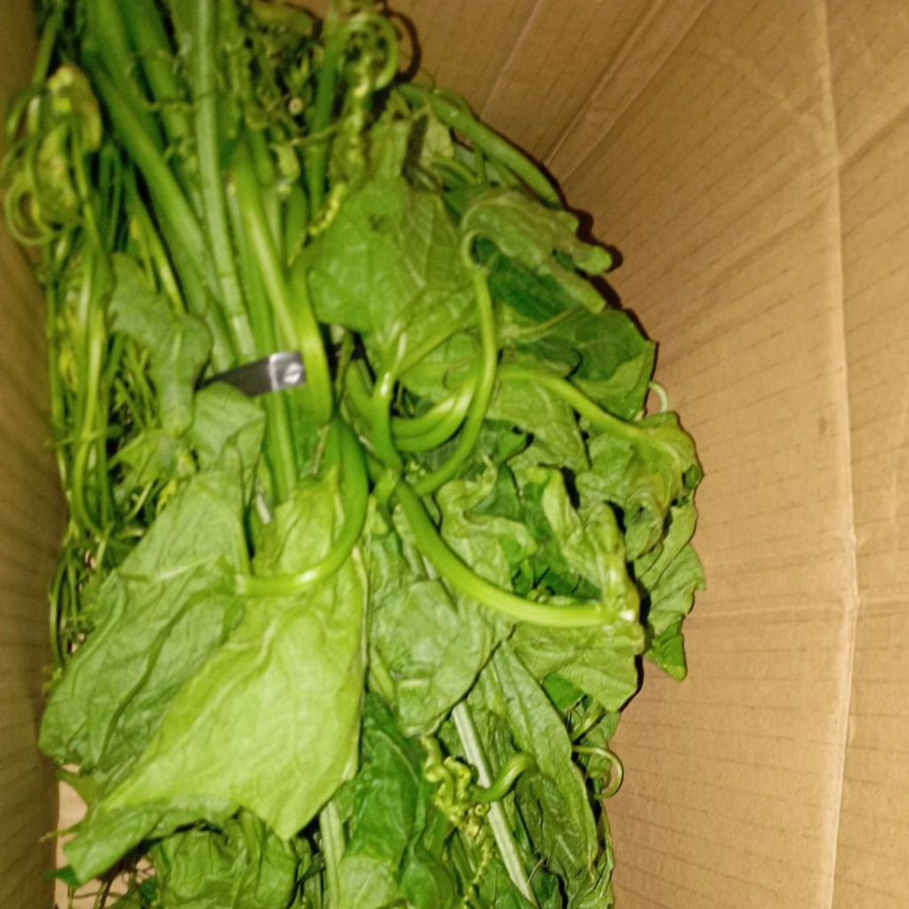 

Sayur Pucuk Labu Siam Manisah segar per ikat