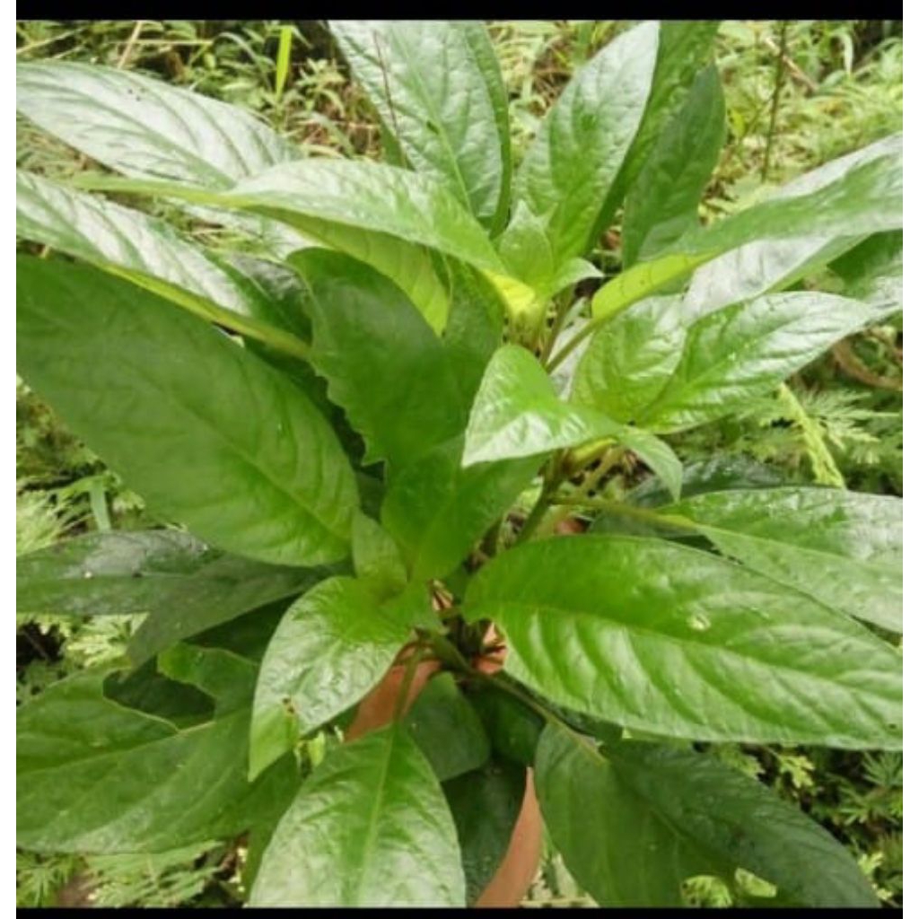 

daun reuneu(lalapan sunda) segar 500 gram