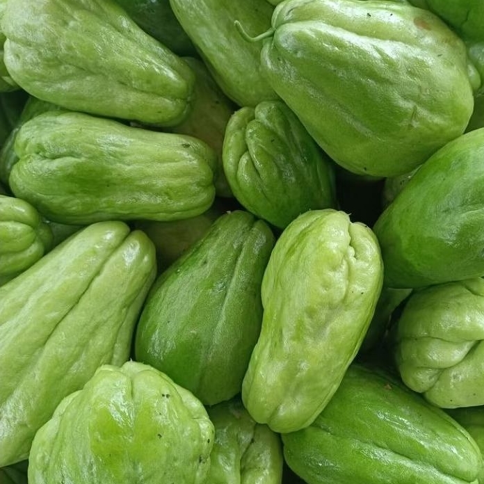 

labu siam fresh langsung dipetik dari kebun