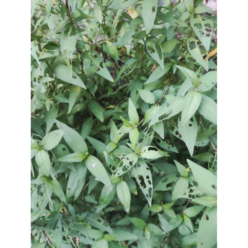 tanaman Vietnam mint, daun laksa