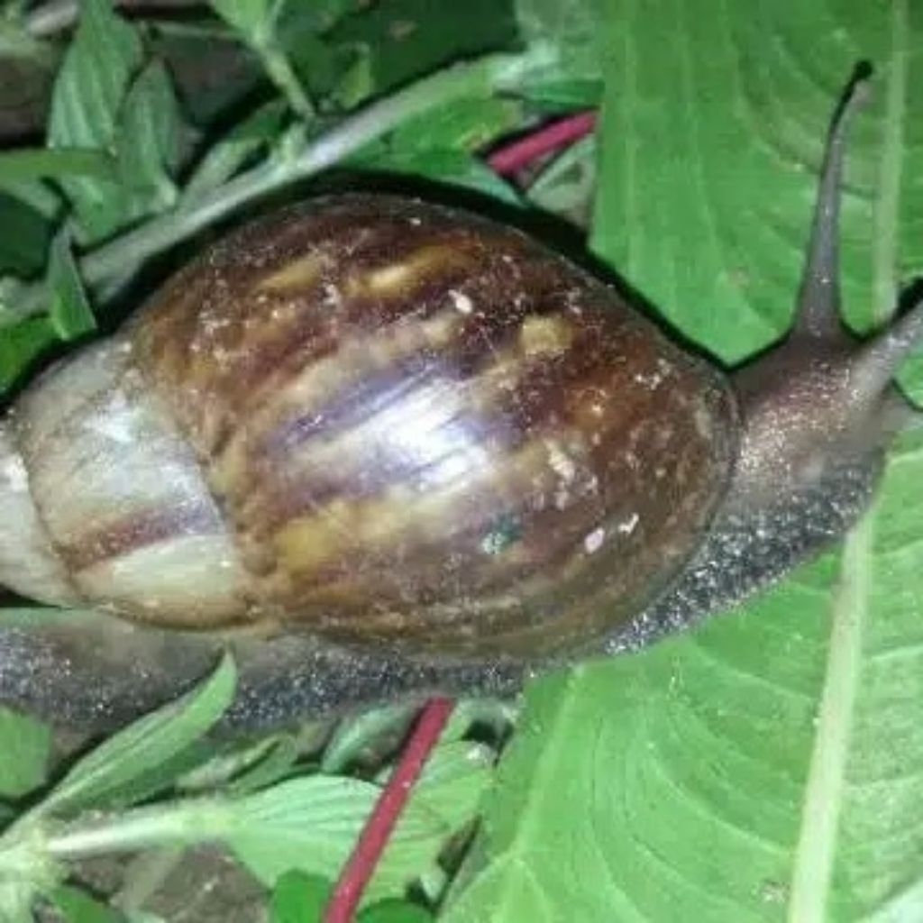 

bekicot 1kg tengkek siap konsumsi