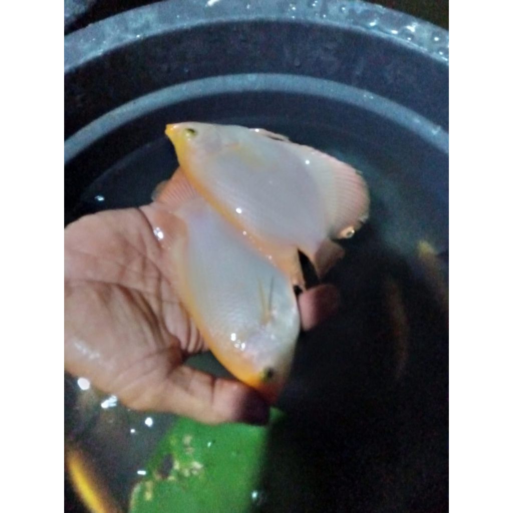 Ready bibit ikan gurame padang ukuran nyuper paket isi 2 ekor