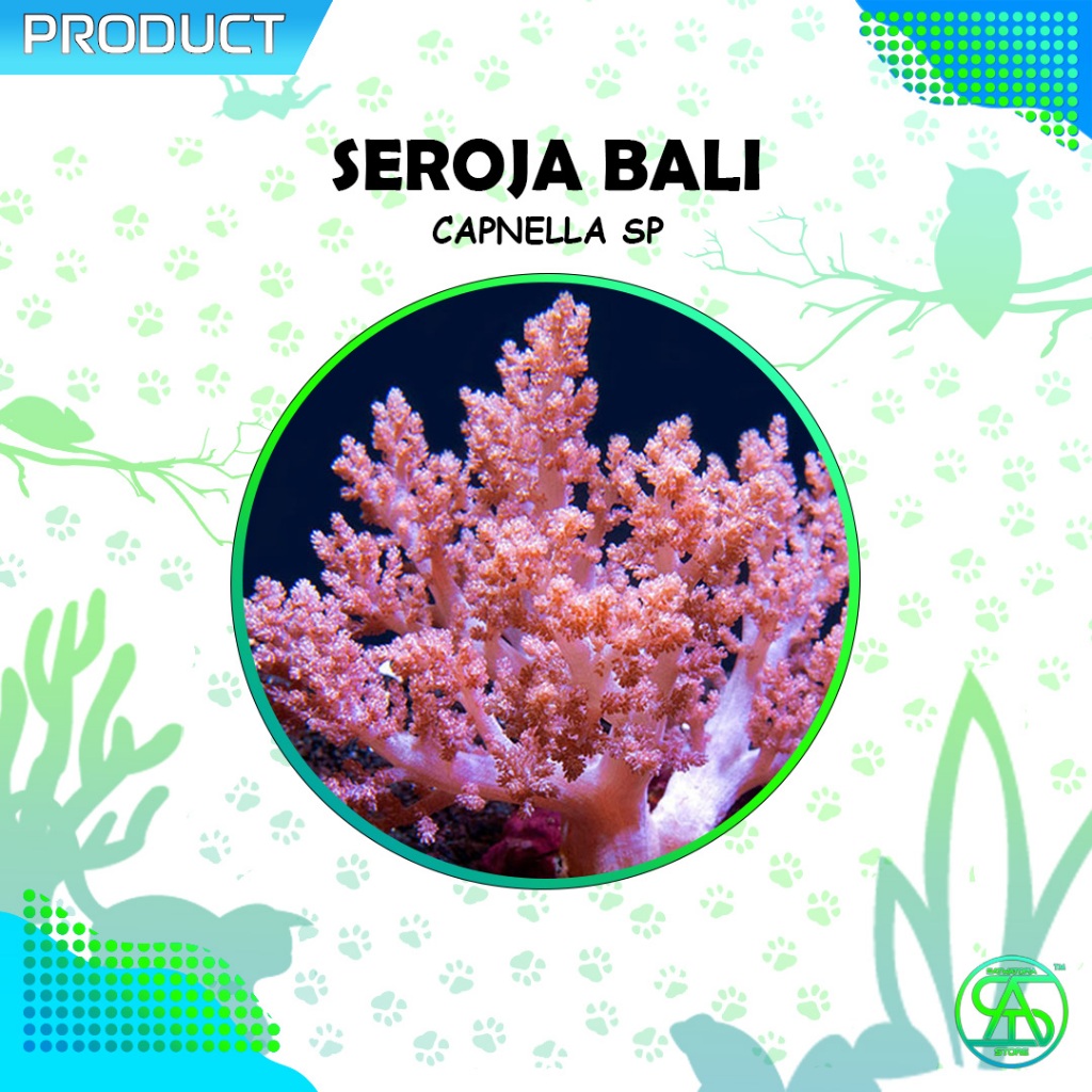 SatwaTopia | FRAG Kenya Tree Coral - Coral Seroja Bali | Soft Coral untuk Pemula