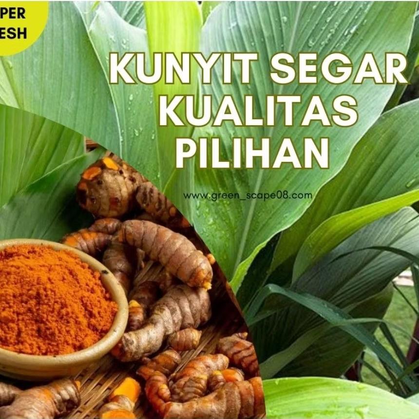 

Kunyit Segar 1Kg – Untuk Jamu, Masakan, Obat Herbal, Kualitas Bagus!