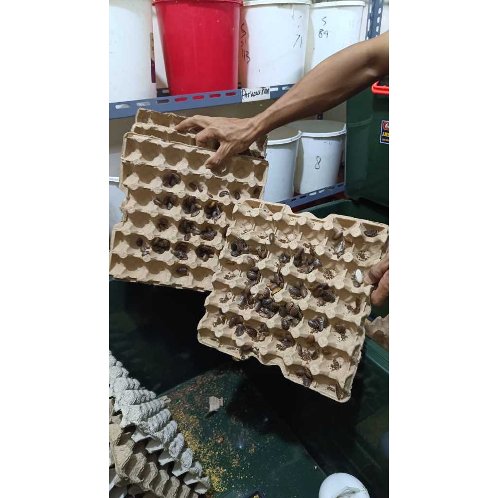 PAKET INDUKAN KECOA DUBIA,BRENDING ,INDUKAN MUDA ,JANTAN BETINA