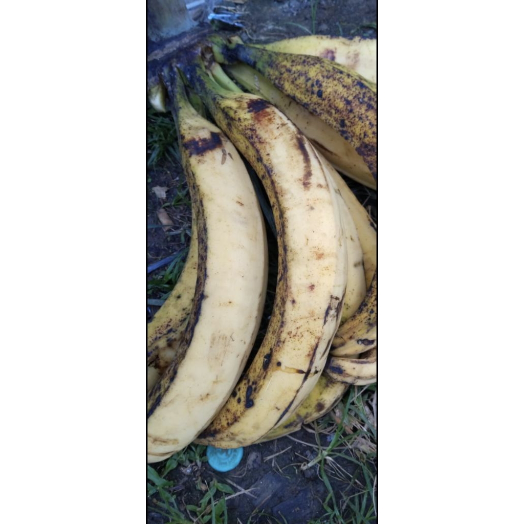 

Pisang Tanduk