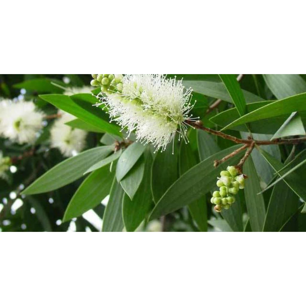 

daun kayu putih 1 kg