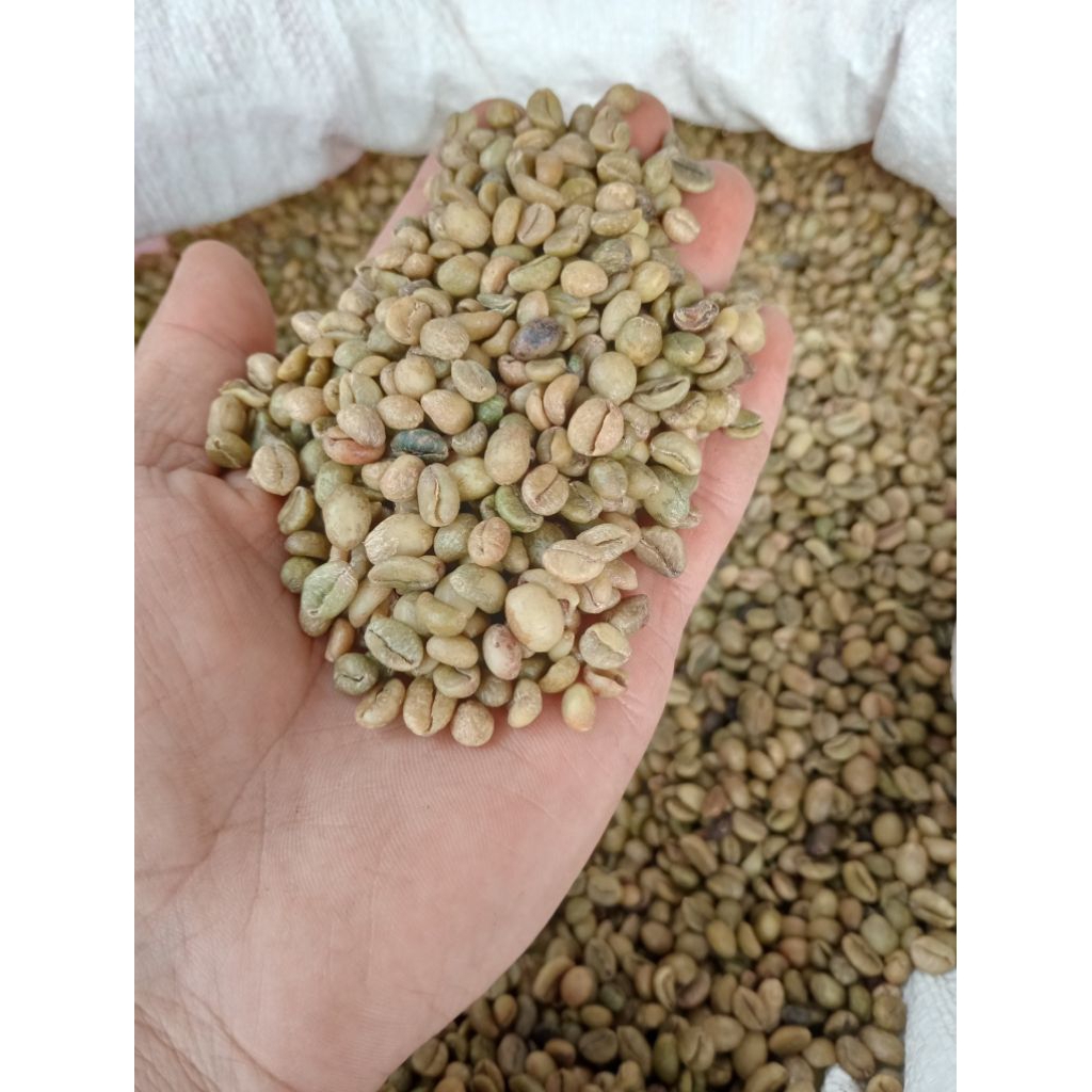 

GreenBean biji kopi exselsa