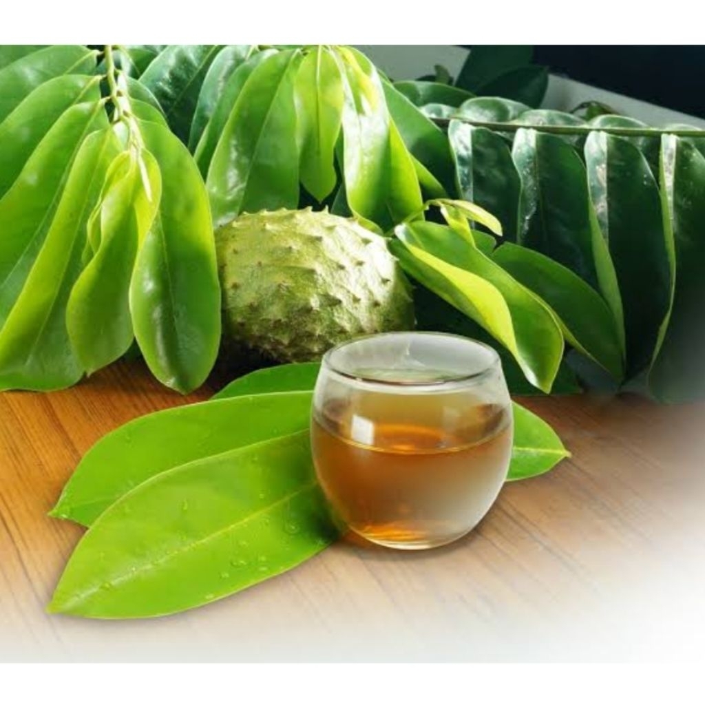 

daun sirsak 100 lembar fresh