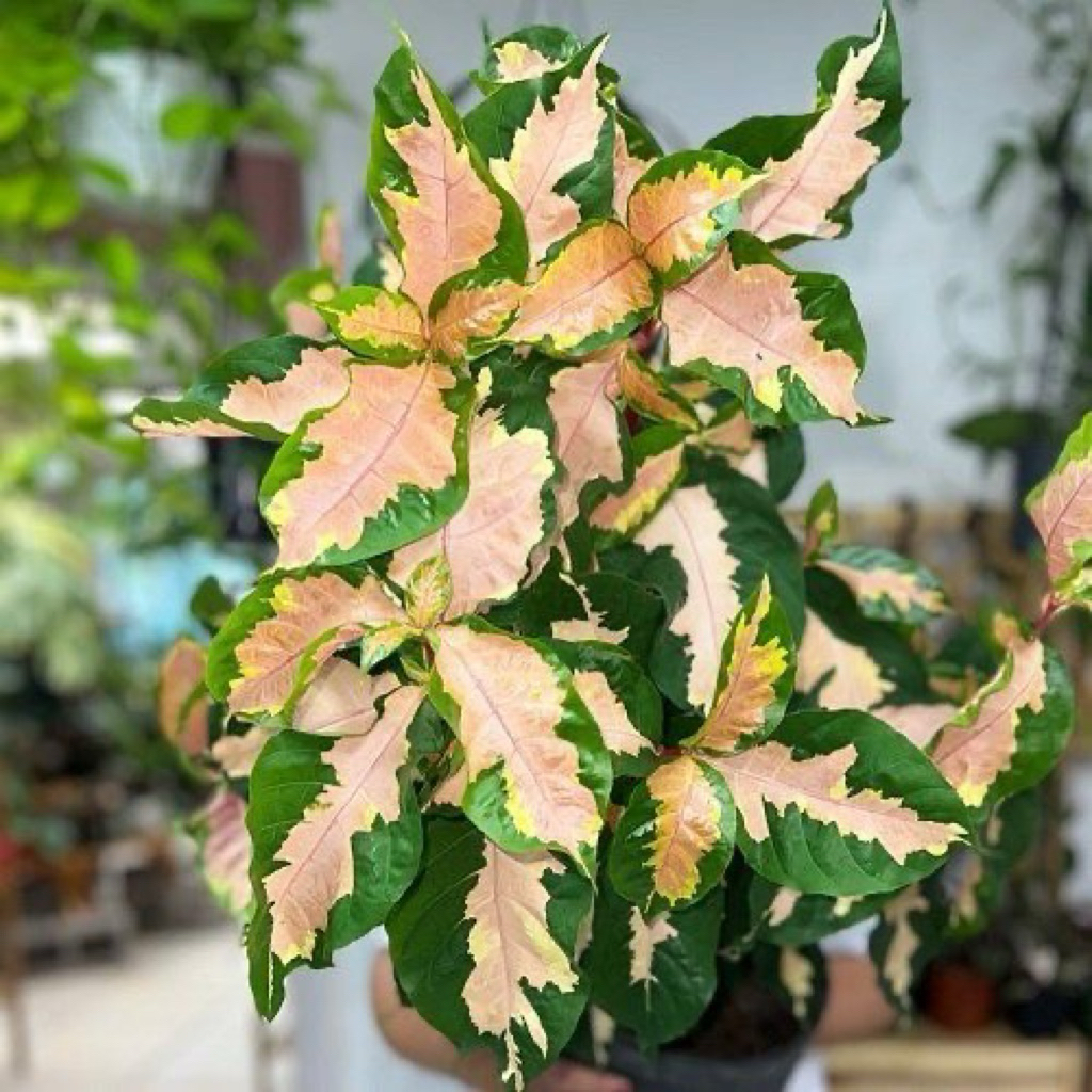 tanaman graptopyllum pictum - pohon graptopyllum pictum - daun ungu