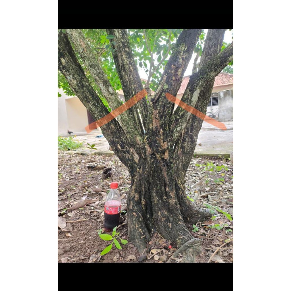 bonsai kemuning jumbo