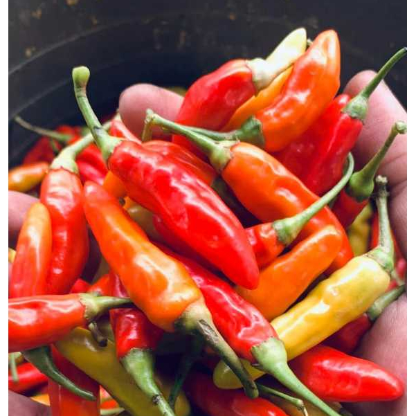 

cabe rawit merah fress(500gr dan 1000gr)kualitas premium