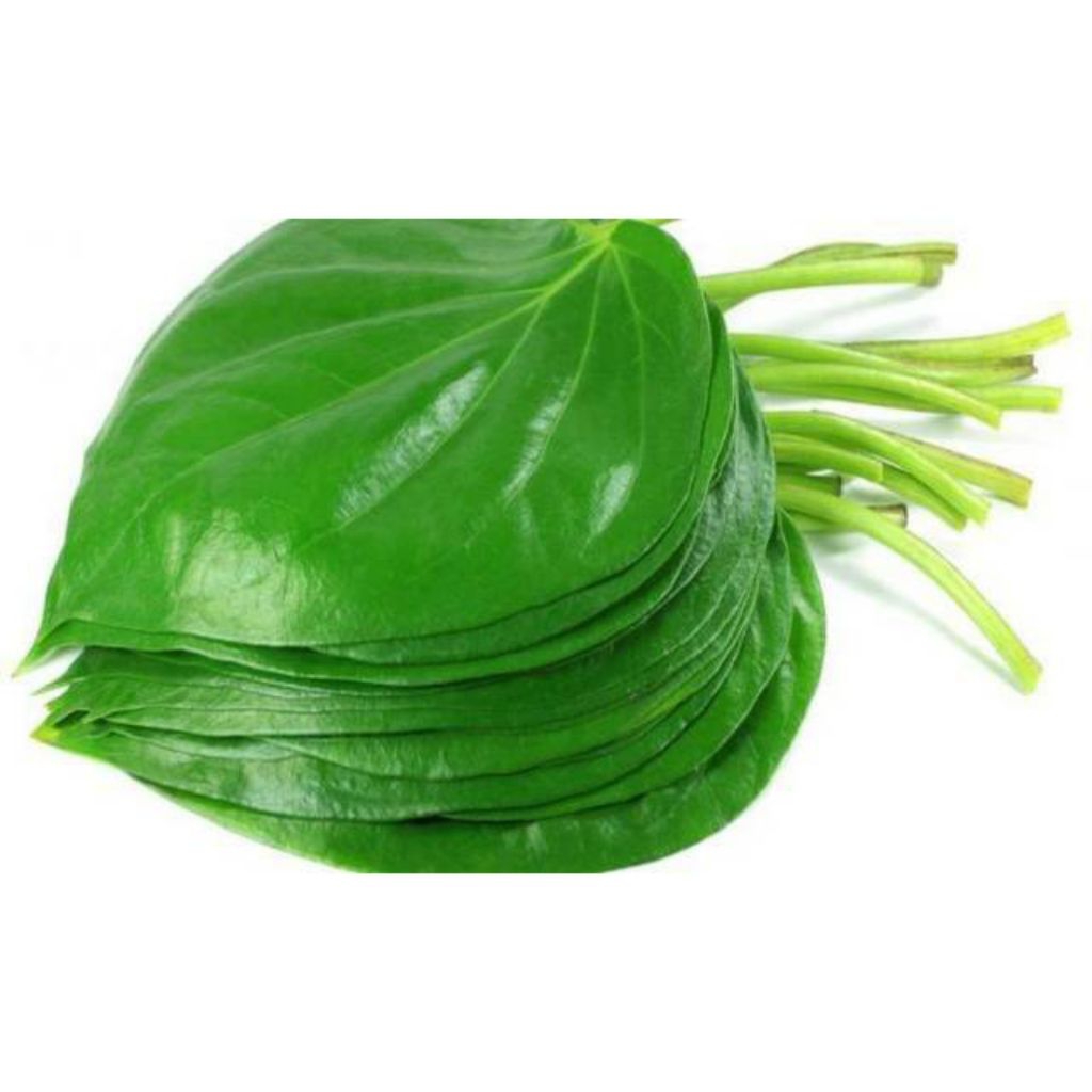 

Daun Sirih Obat Herbal 100% Fresh Daun Obat Keputihan Jerawat Banyak Khasiat