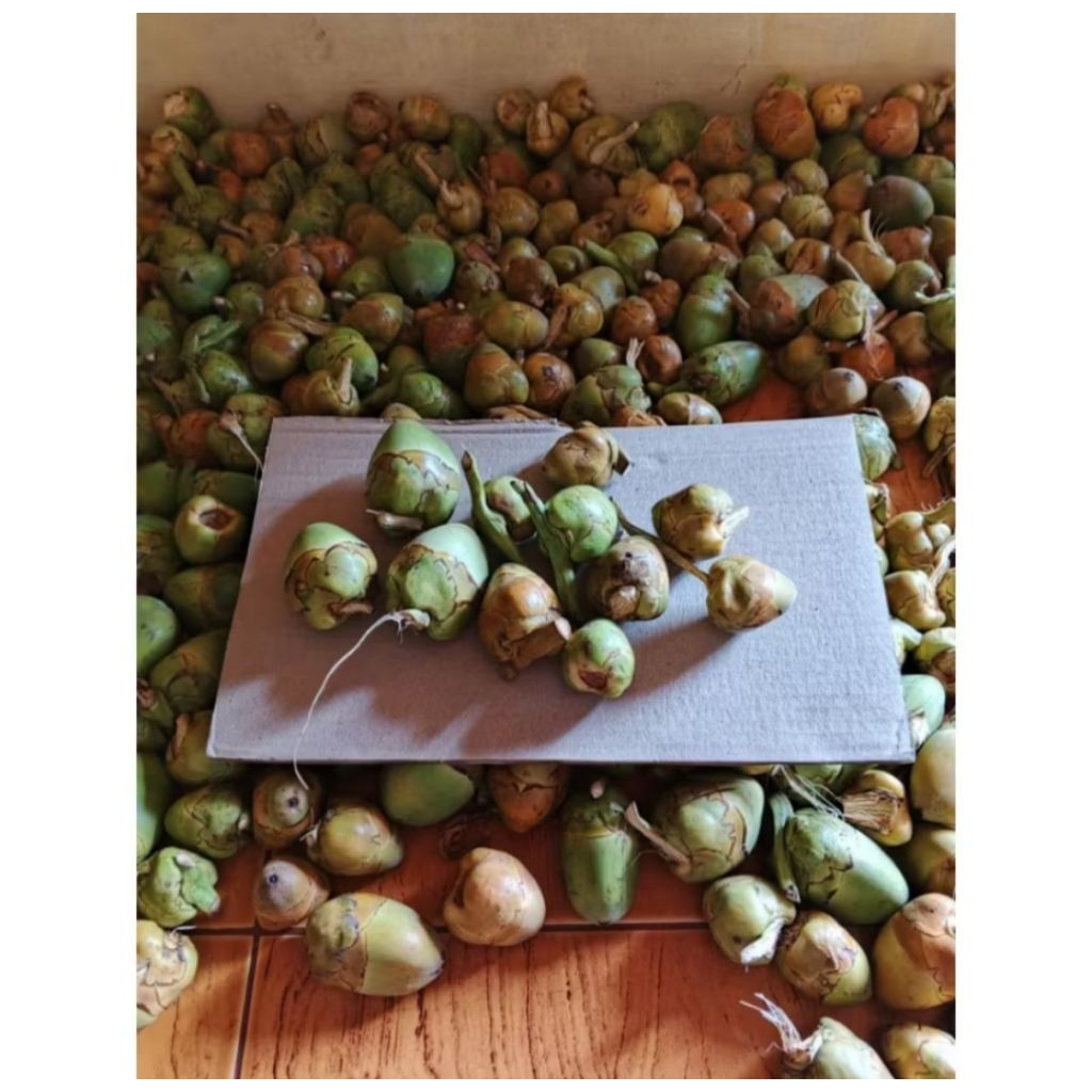 

Tembuluk buah kelapa kecil isi 10 beluluk pentil segar khas pangandaran