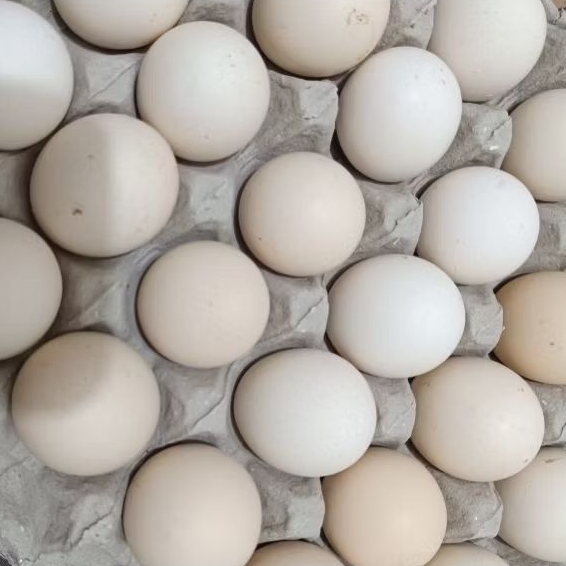 

TELOR KAMPUNG BIASA ( 30 butir)