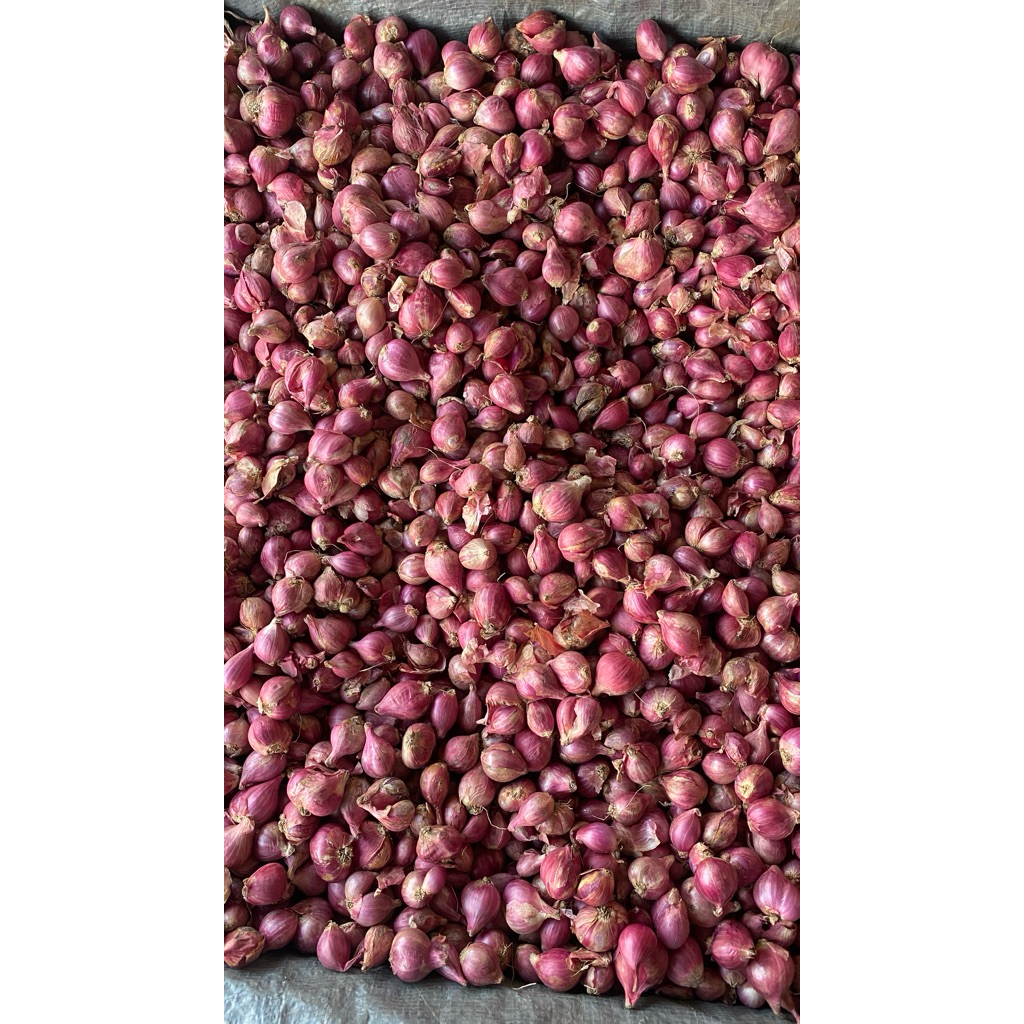 

PROMO Bawang merah besar campur kering sring 500 gram dan 1000 gram