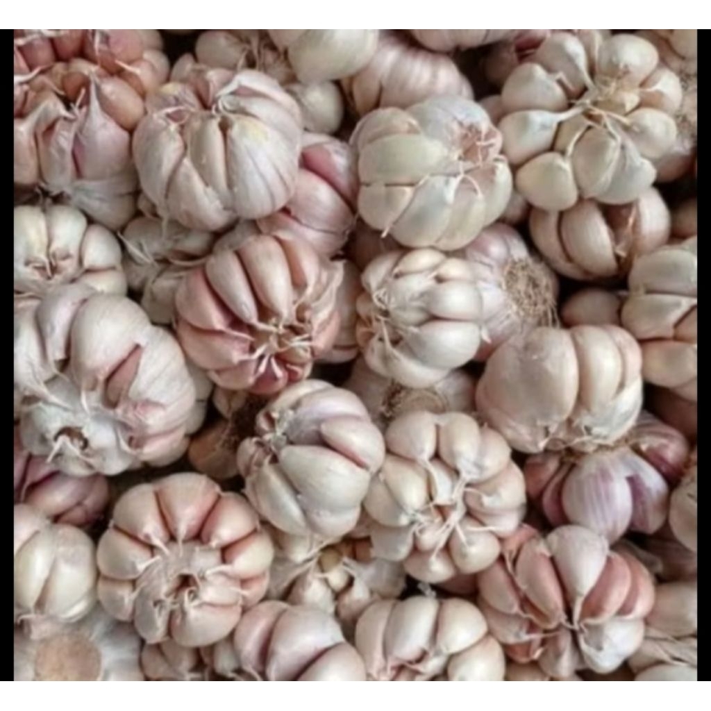 

bawang putih 1 kg bersih