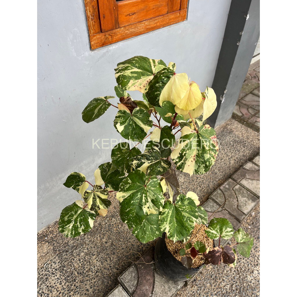 Tanaman Hias Waru Varigata - Tanaman Bahan Bonsai Waru Varigata - Tanaman Pohon Waru Varigata