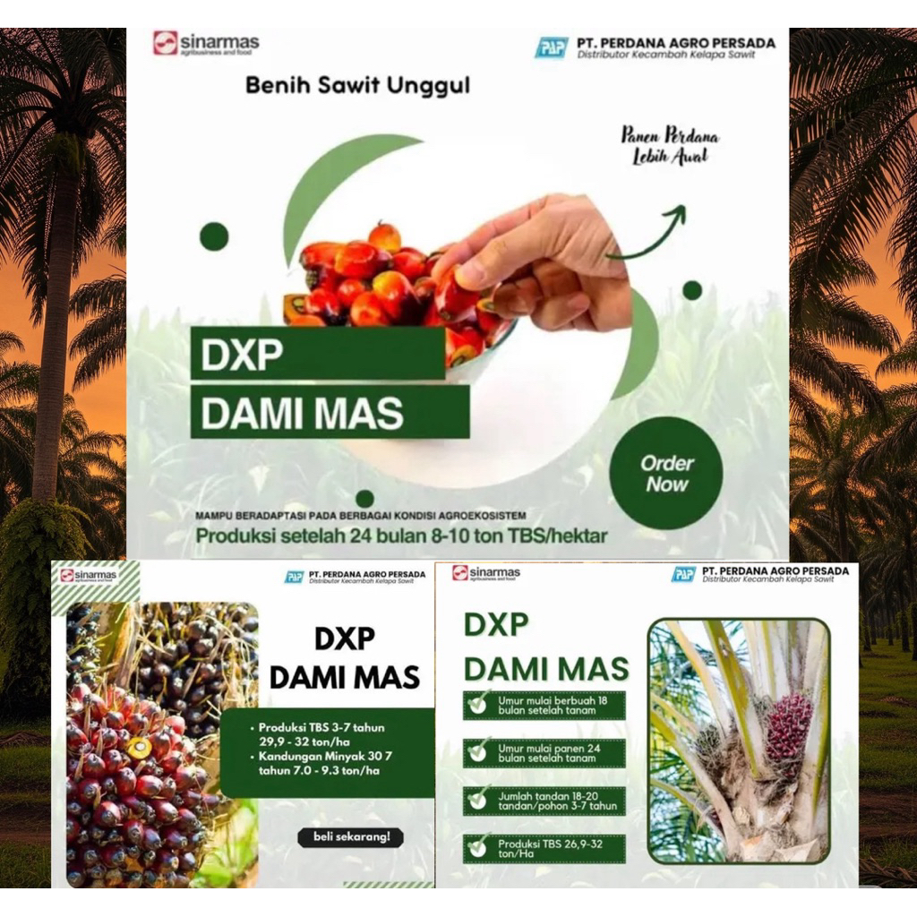 (TOP SELLER)SAWIT UNGGUL BIBIT DxP DAMI MAS ( PT DAMI MAS SEJAHTERA)