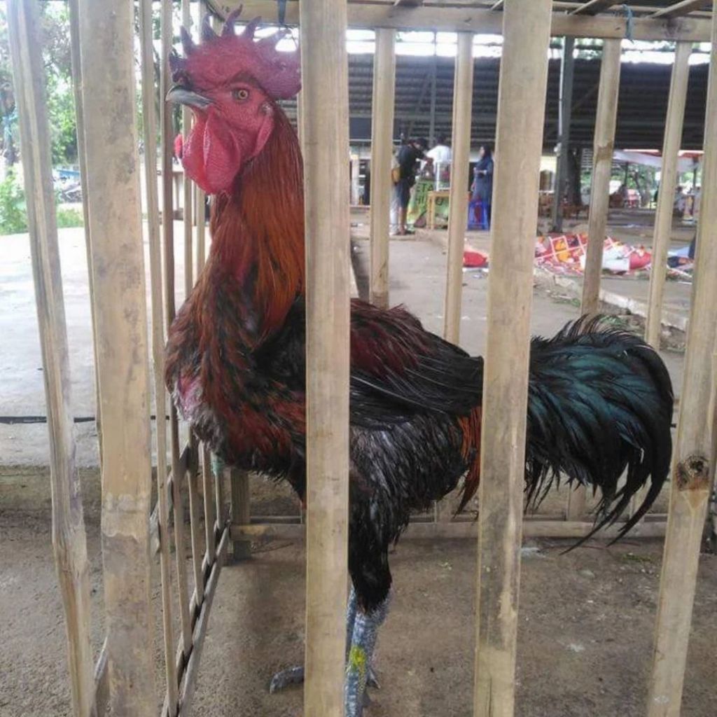 

Telur Ayam Pelung Jumbo Untuk Ditetaskan Fertil
