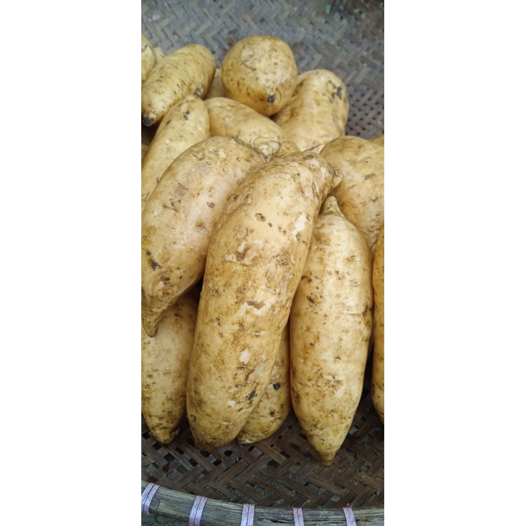 

ubi cilembu ukuran A,b fres dan instan 500gram 1kg 2kg 3kg