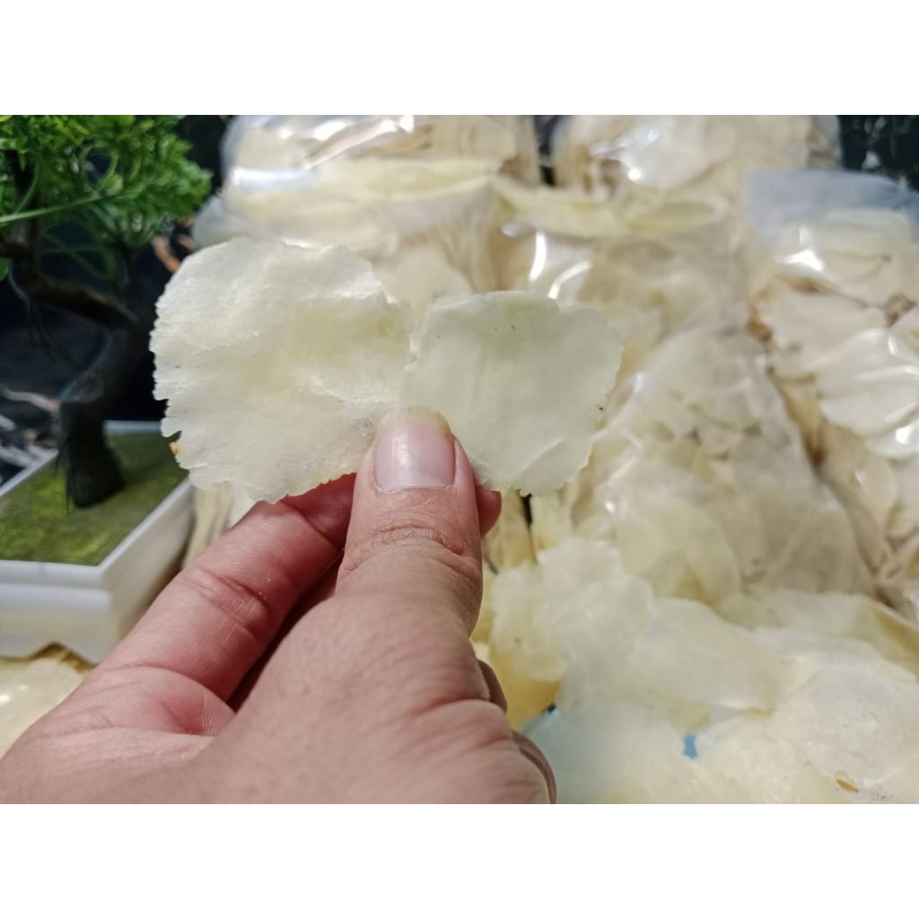 

Emping melinjo mentah ukuran 1&2 biji full kering