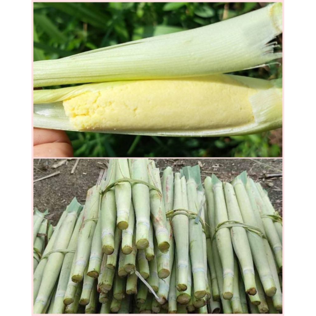 

terubuk telor/tebu telor per ikat isi 10 pcs siap kirim