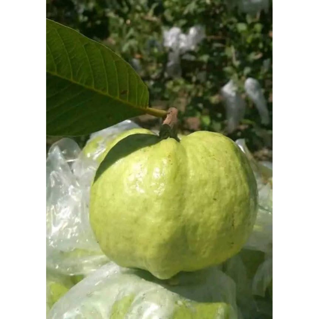 

Jambu Kristal FRESH berkualitas kemasan 1 kilogram