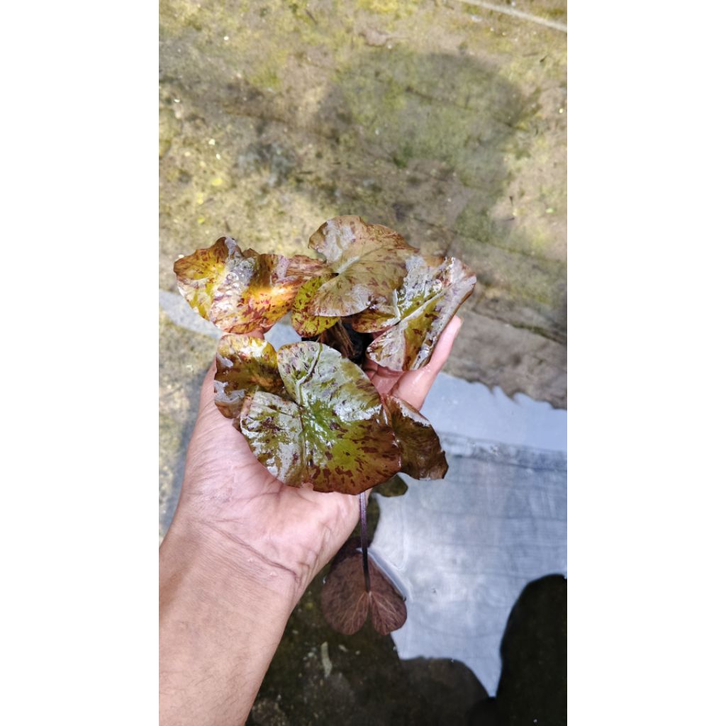 Tiger_lotus_Aquascape