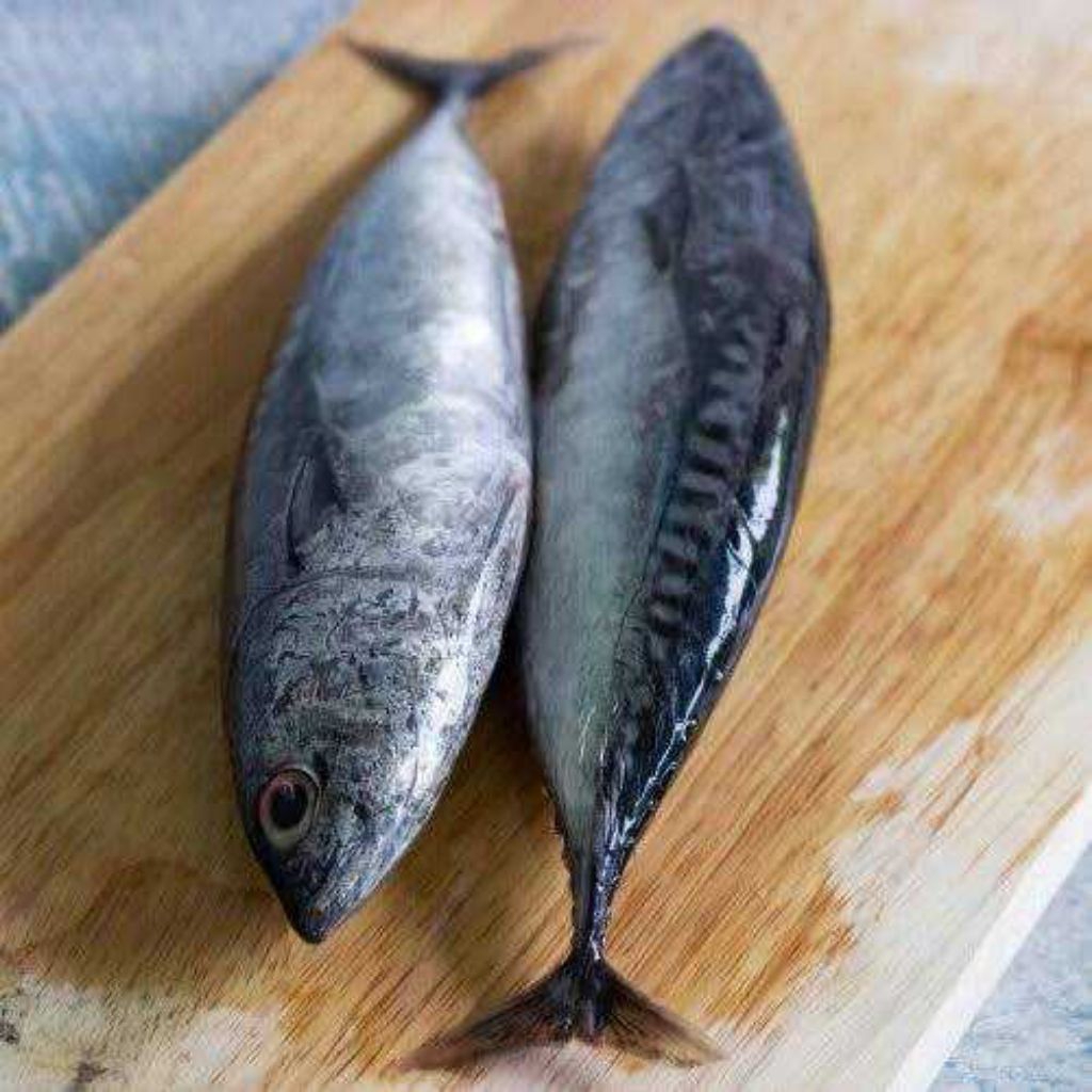 

Ikan Tongkol Premium 1 kg isi 1-3 ekor