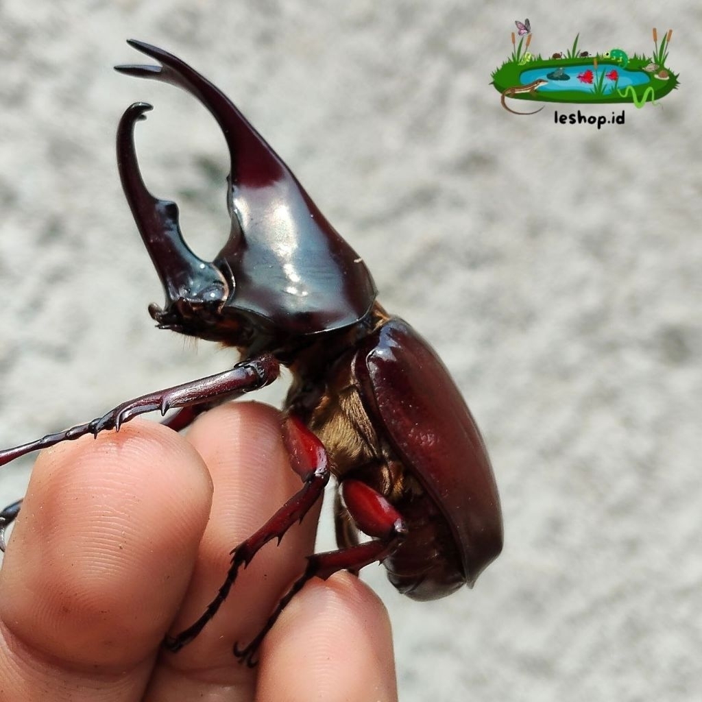 KOLEKSI ORCYTES RHINOCERUS KUMBANG TANDUK BADAK