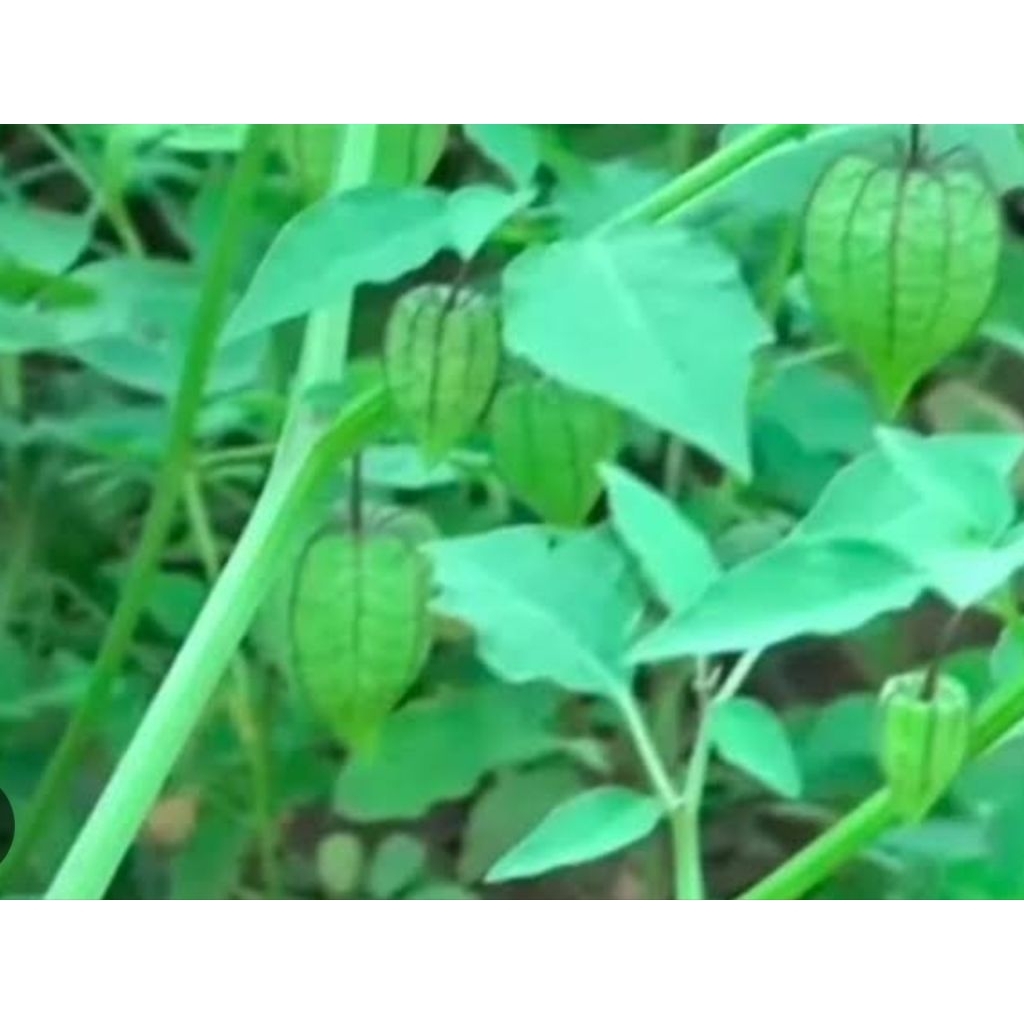 

Daun cimlukan segar asli organik berat 100 gr rempah asli indonesia