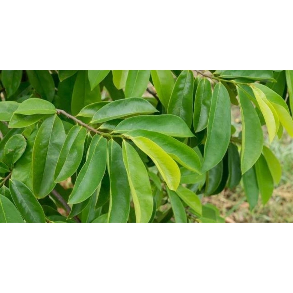 

Daun sirsak segar isi 55 lembar rempah asli nusantara