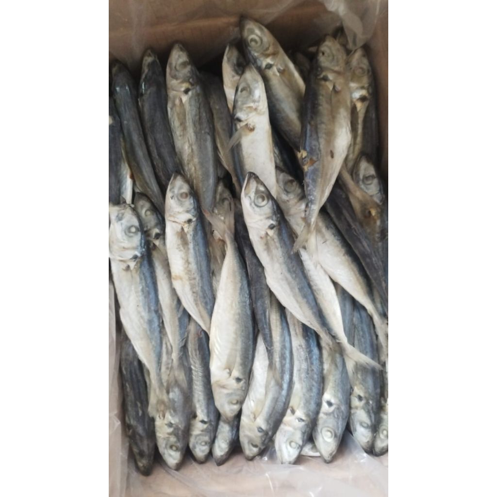 

ikan layang/layang asin/klotok