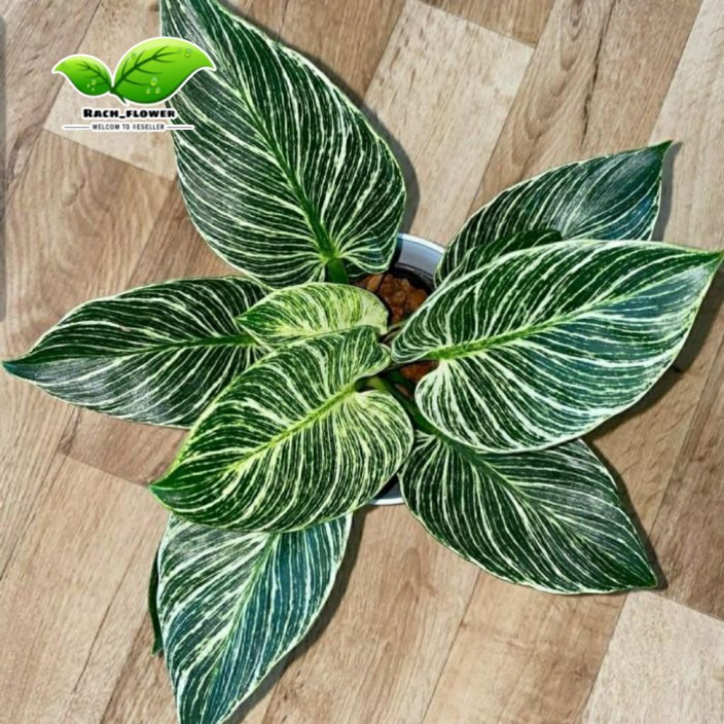 Philodendron Birkin - birkin varigata - tanaman hias aroid