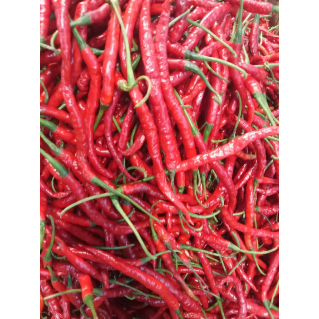 

cabe kriting merah super 1kg