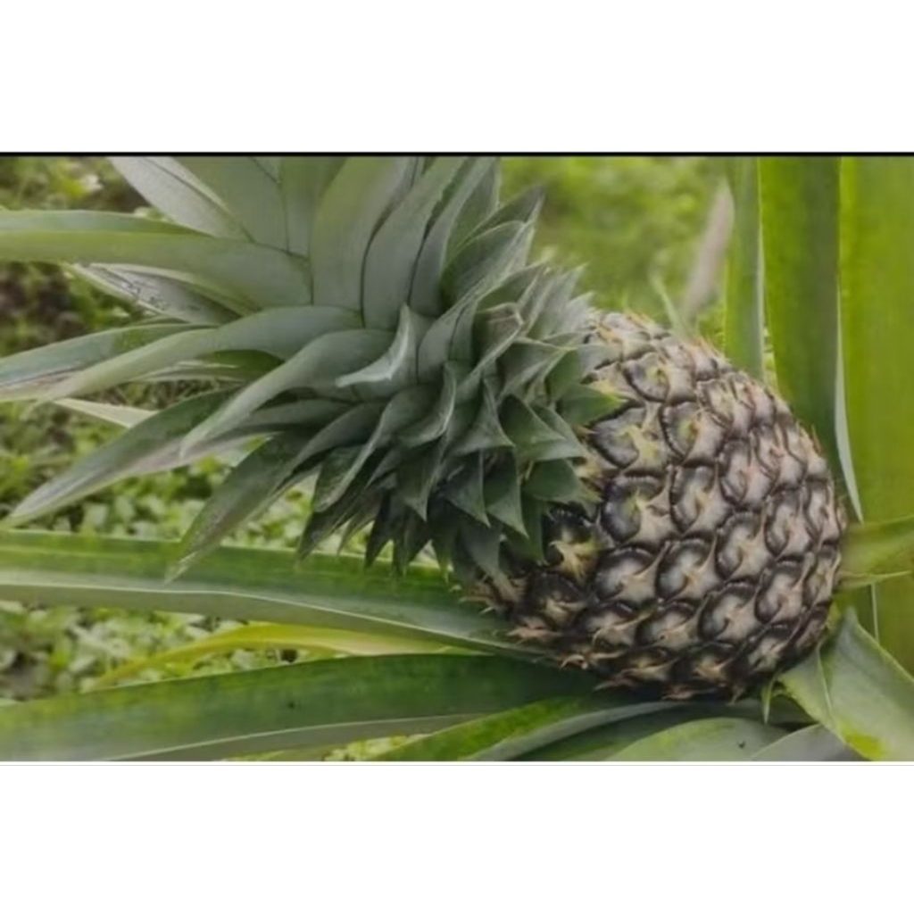 

Nanas muda segar || herbal alami