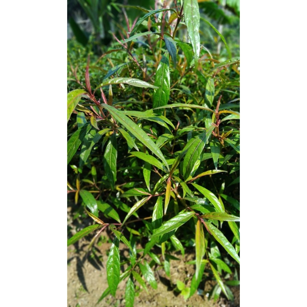 

Daun gandarusa/genjik/perasman segar alami 500 gram