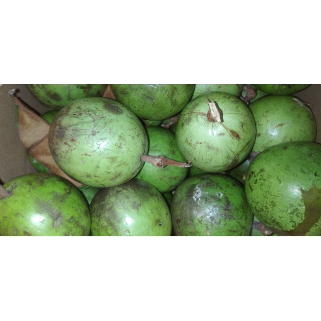 

Buah Genitu / Kenitu / Manecu / Sabosusu / Gemintu